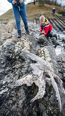 BB 15 0326 / Larus argentatus / Gråmåke